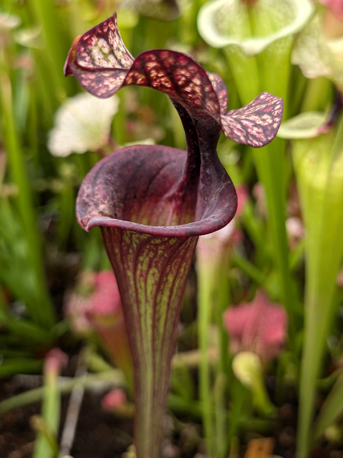 H87 GC Sarracenia "Black Wolf"