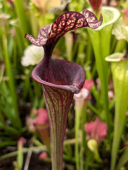 H87 GC Sarracenia "Black Wolf"