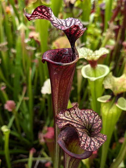 H87 GC Sarracenia "Black Wolf"