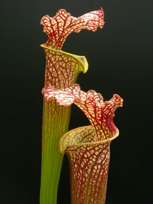 Sarracenia x moorei 'Elizabeth' Norman Parker H89 MK