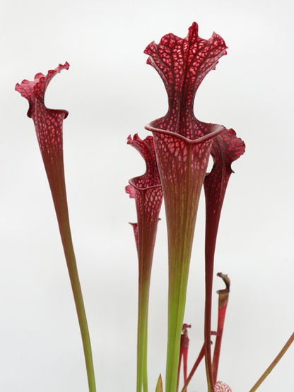 H95 GC  Sarracenia "Erika"