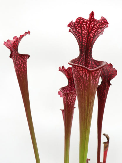 H95 GC  Sarracenia "Erika"