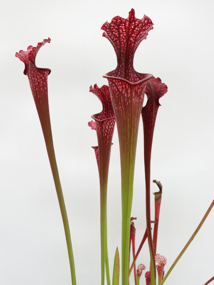 H95 GC  Sarracenia "Erika"