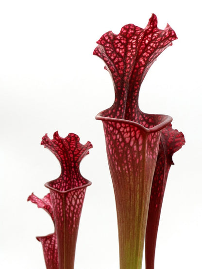 H95 GC  Sarracenia "Erika"