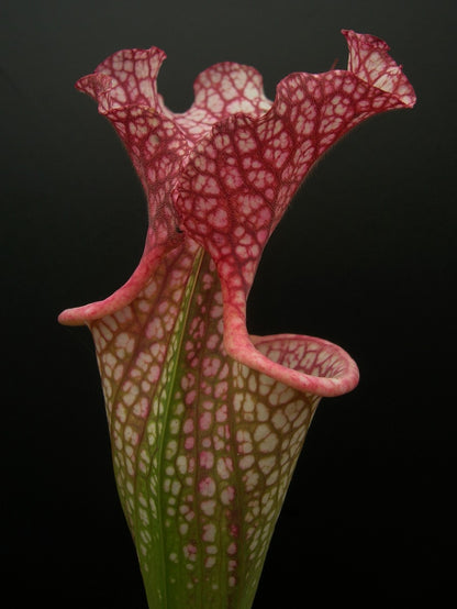 Sarracenia leuco x Adrian Slack   HA20 P Srba