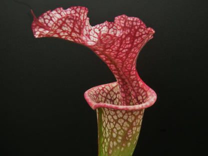 Sarracenia leuco x Adrian Slack   HA20 P Srba