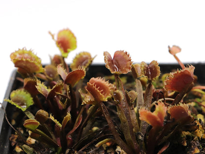 Dionaea muscipula "Hanny WTW"