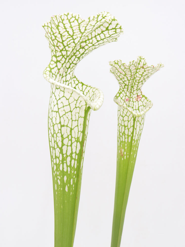 Sarracenia leucophylla var. alba Hurricane Creek White clone E