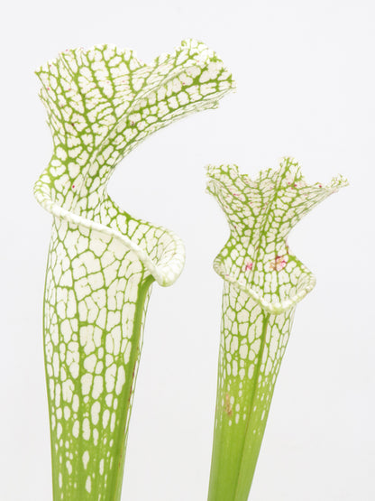 Sarracenia leucophylla var. alba Hurricane Creek White clone E