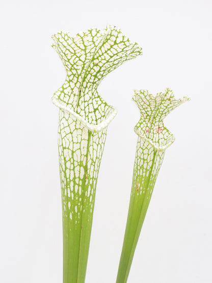 Sarracenia leucophylla var. alba Hurricane Creek White clone E