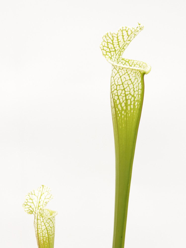 Sarracenia leucophylla Hurricane Creek White AxF #2