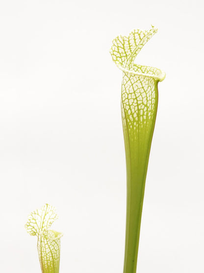 Sarracenia leucophylla Hurricane Creek White AxF  Wang