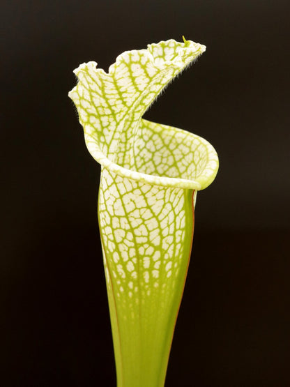 Sarracenia leucophylla Hurricane Creek White AxF  Wang