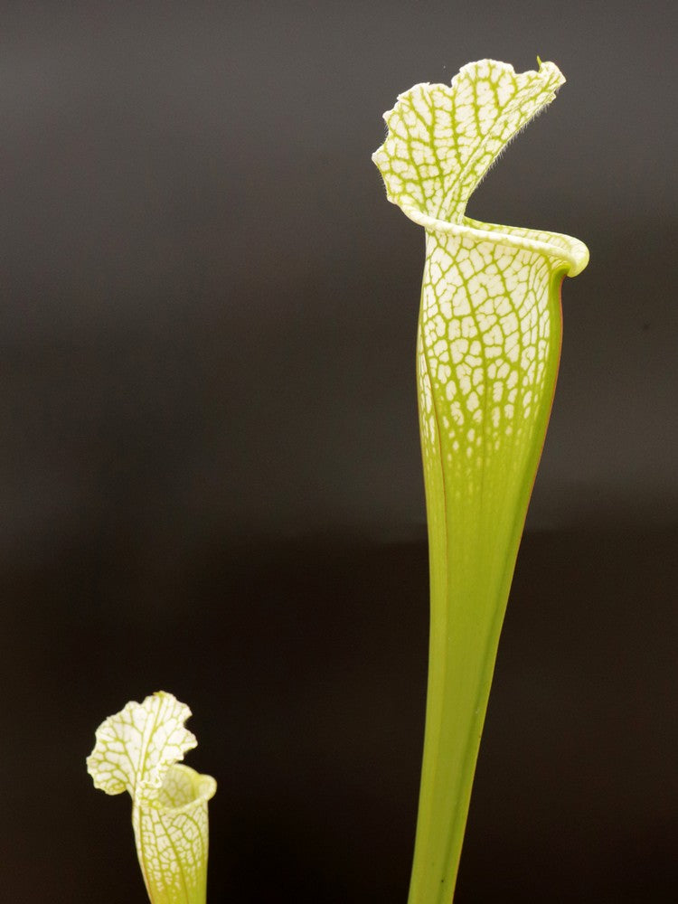 Sarracenia leucophylla Hurricane Creek White clone A