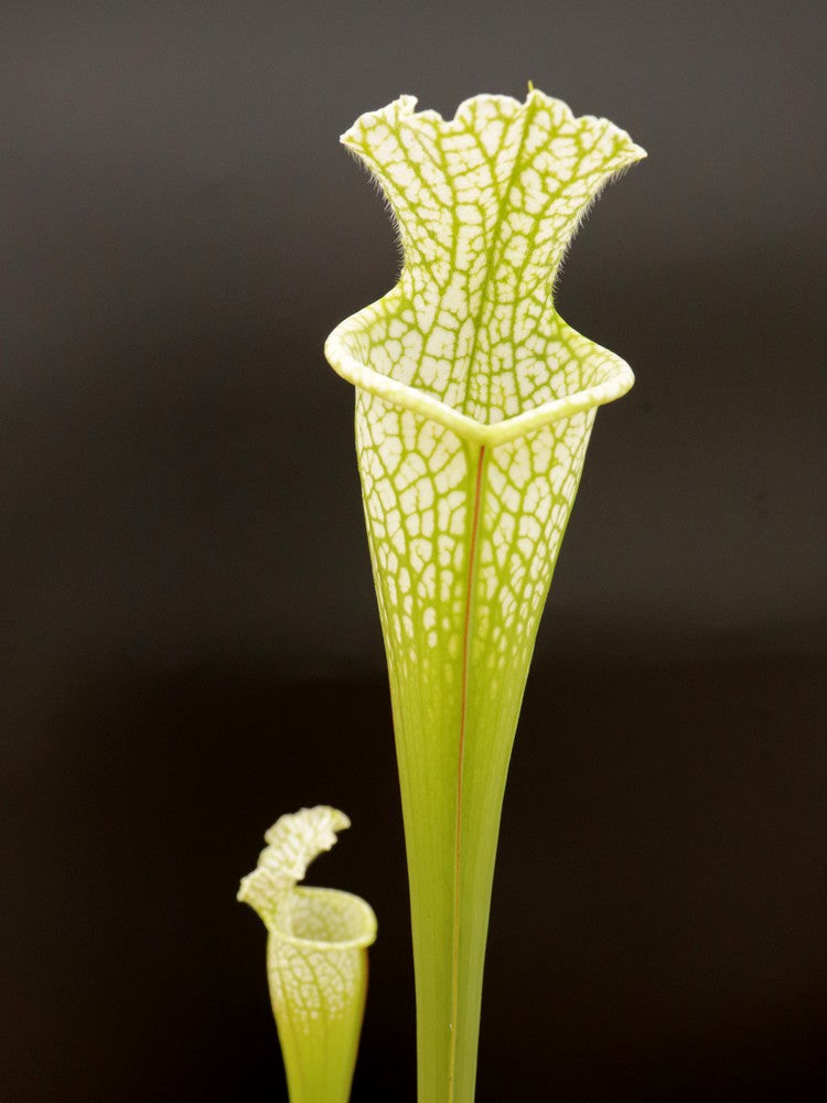 Sarracenia leucophylla Hurricane Creek White clone A