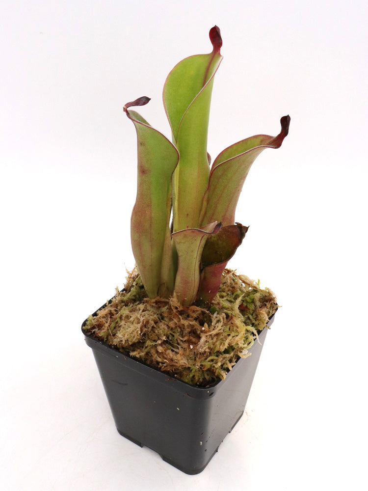 Heliamphora chimantensis Chimanta, Venezuela