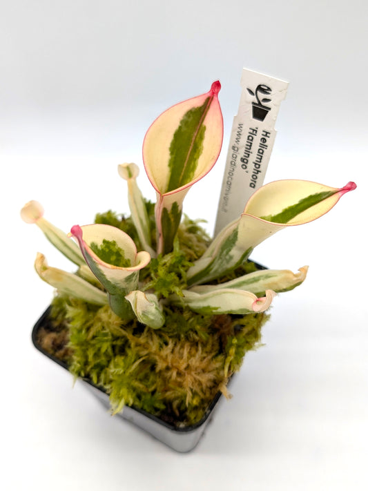 Heliamphora 'Flamingo'