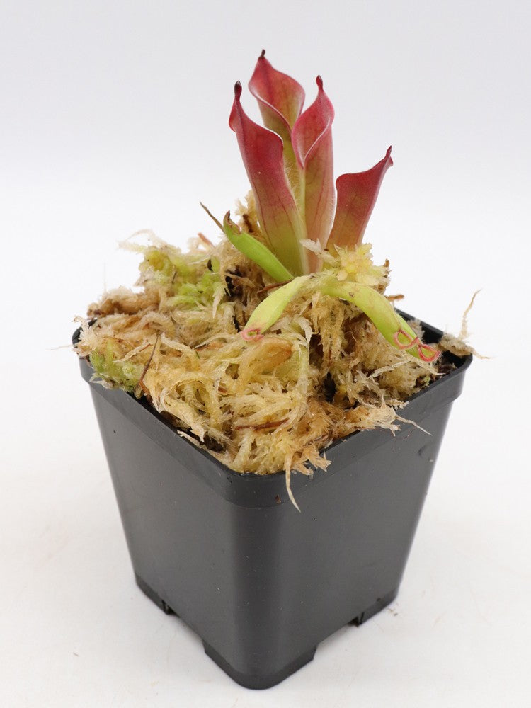 Heliamphora pulchella Akopan Tepui