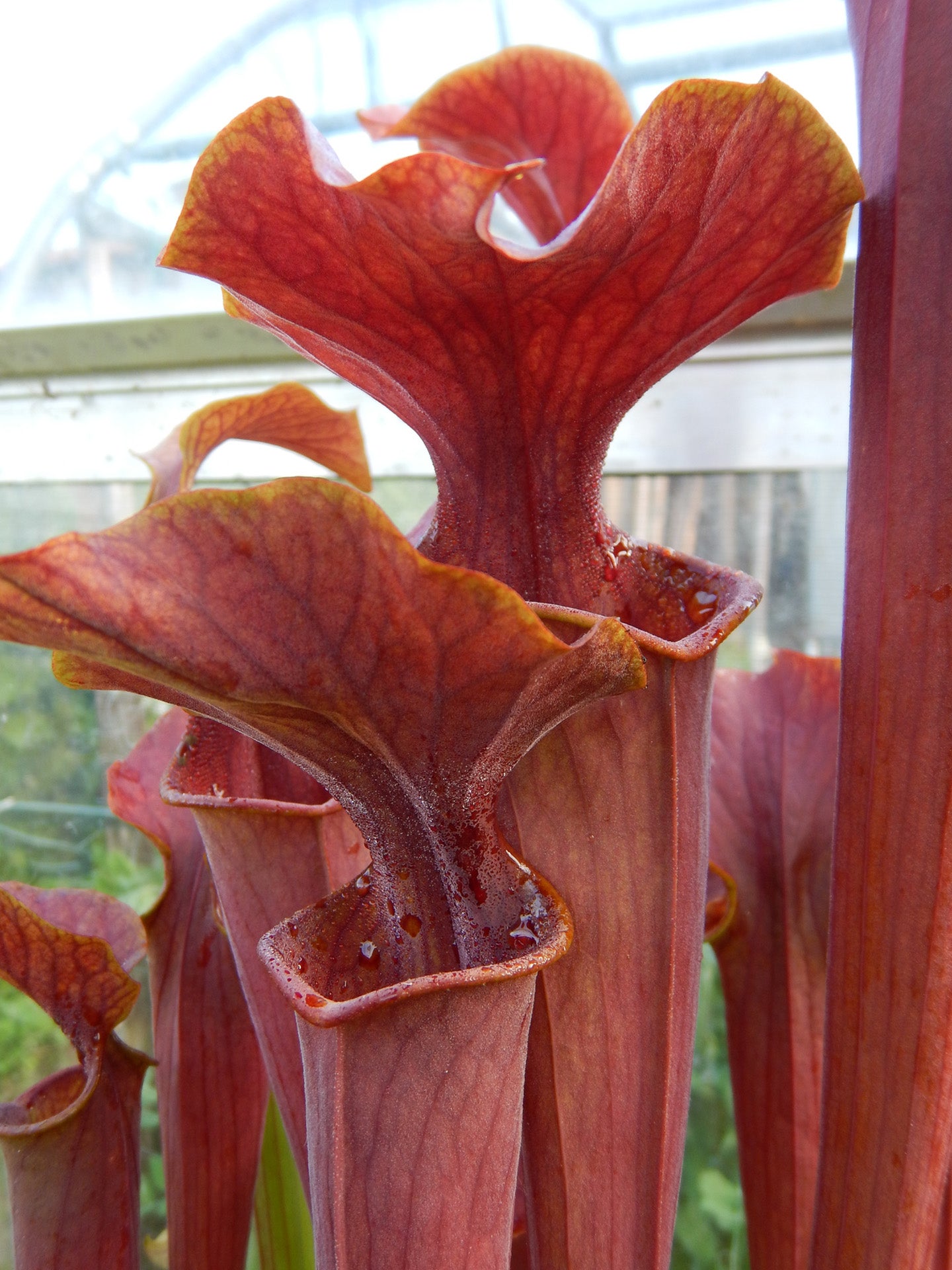 Sarracenia flava x alata  "Orange pitchers" HF03 Altair