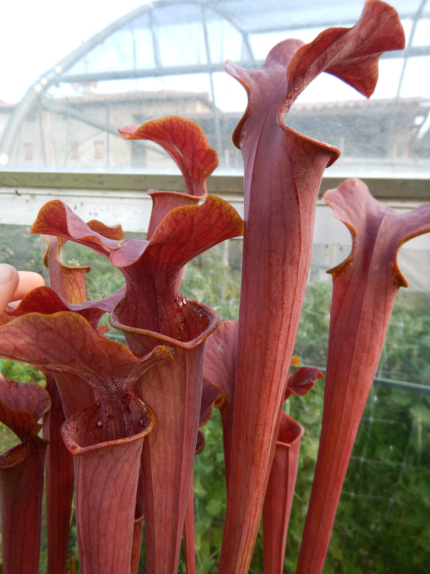 Sarracenia flava x alata  "Orange pitchers" HF03 Altair