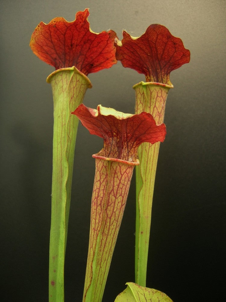 Sarracenia alata Red Lid x flava H17 MK – Giardino Carnivoro