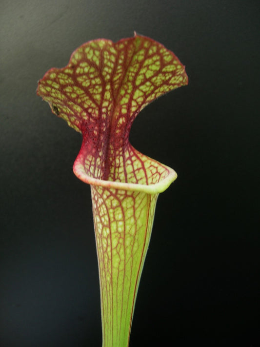 Sarracenia "Hybrid pubescent"