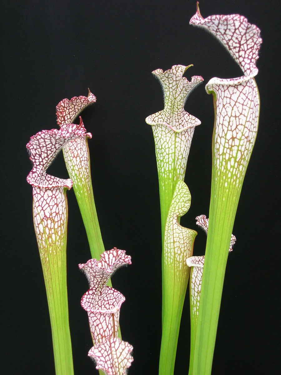 Sarracenia leucophylla 'Mont Blanc'