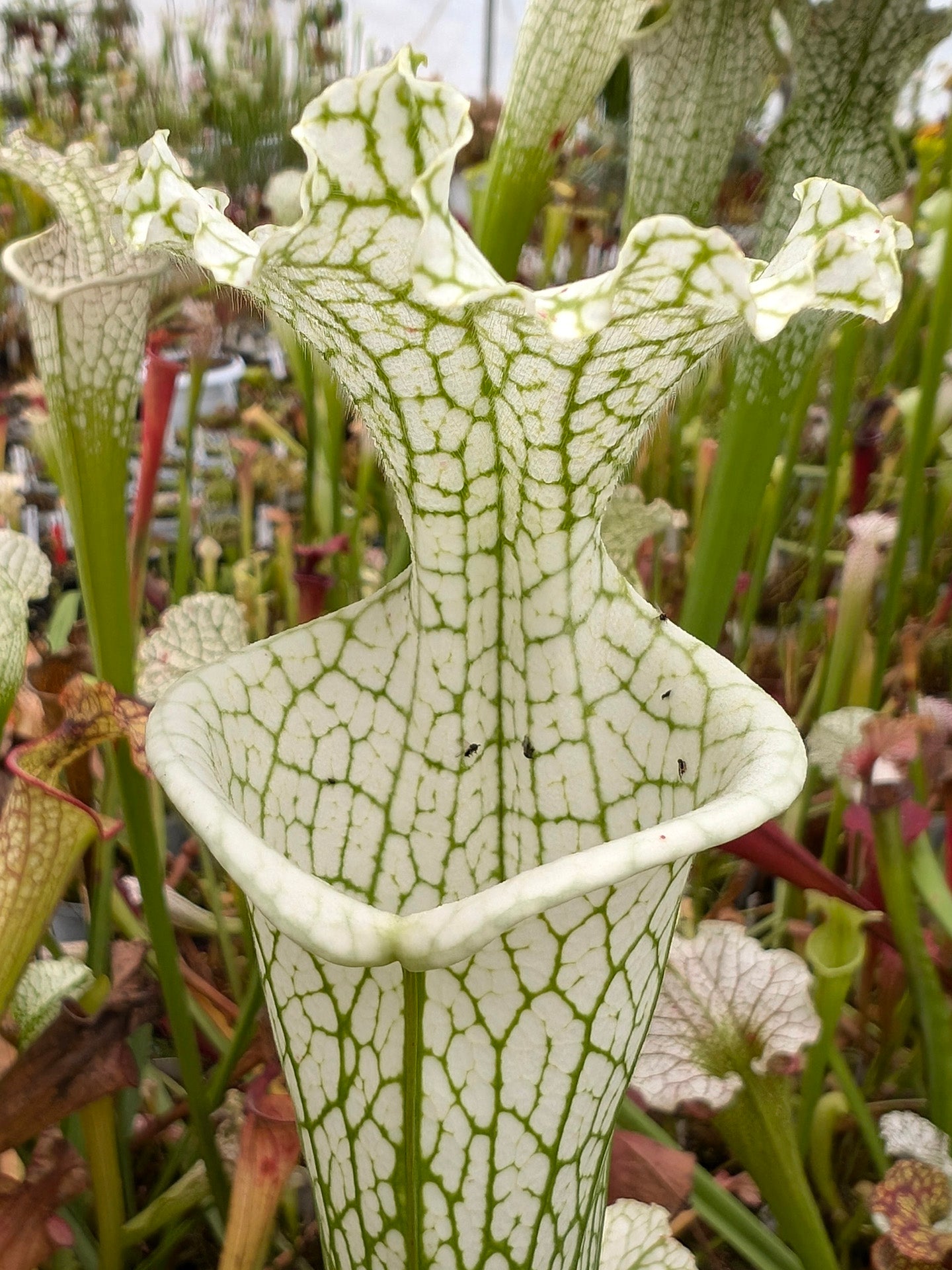 Sarracenia leucophylla var. alba „Hummer's“ HCW x „Relic“ HCW