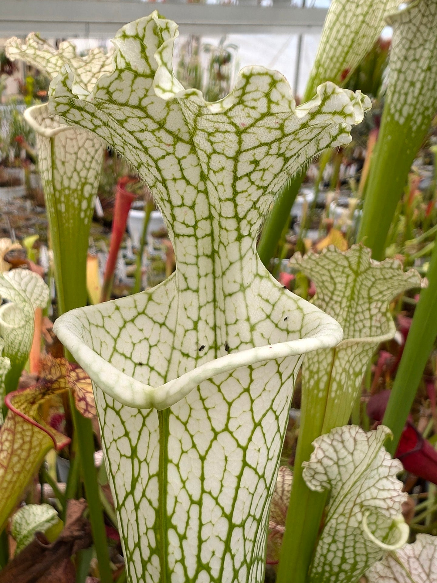 Sarracenia leucophylla var. alba „Hummer's“ HCW x „Relic“ HCW