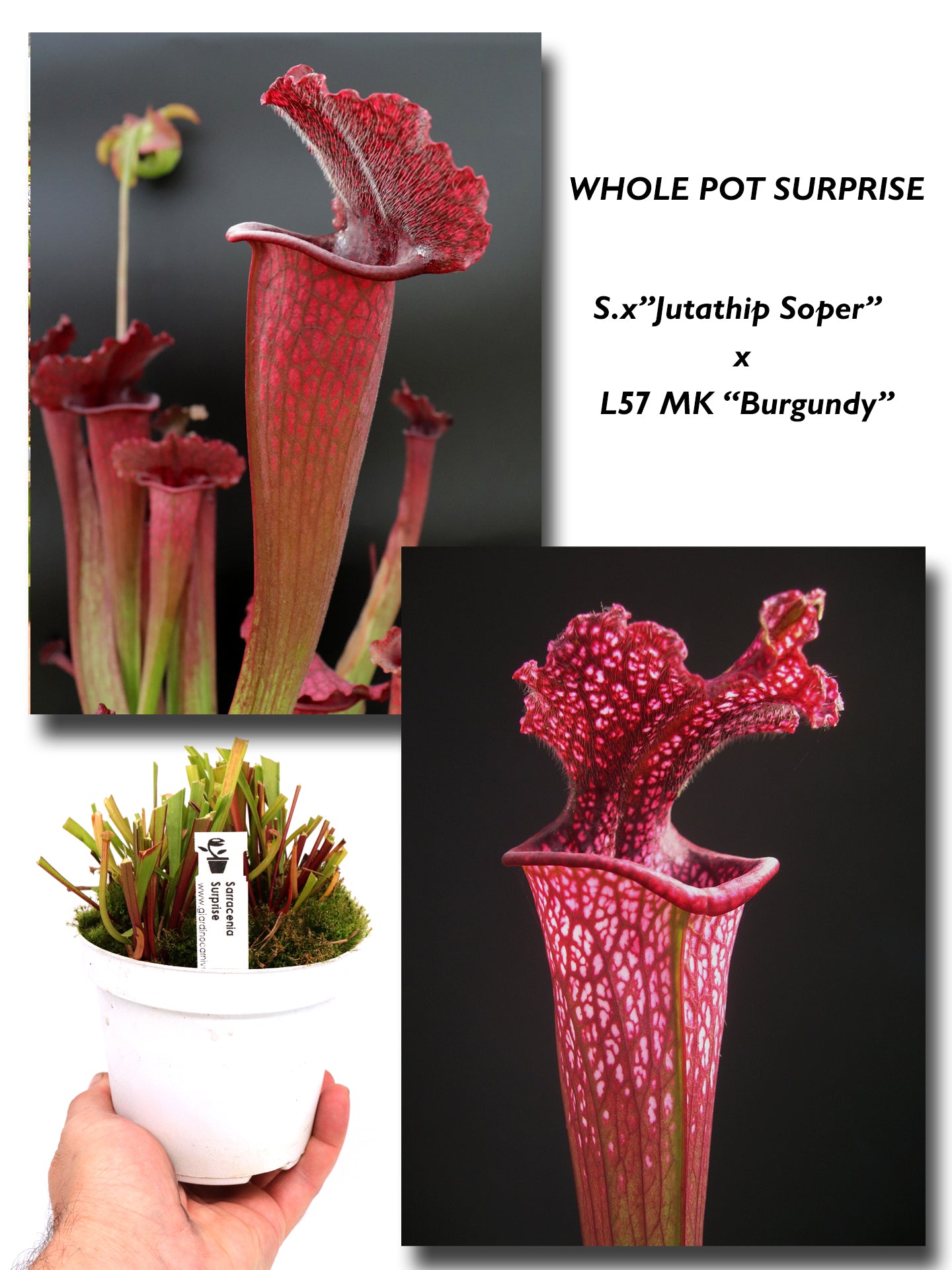 Sx "Jutathip Soper" x Leucophylla "Burgundy" L57 MK GC SEEDGROWN