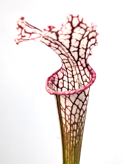 Sarracenia leucophylla  "Karine" L2 MK x L18 MK