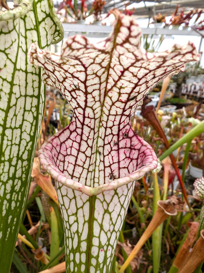 Sarracenia leucophylla  "Karine" L2 MK x L18 MK