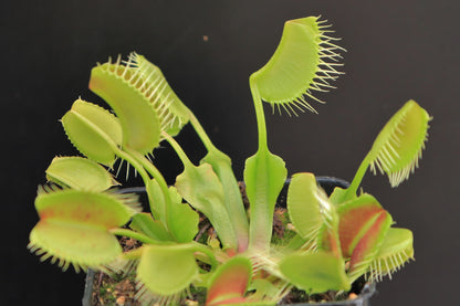 Dionaea muscipula 'Kayan'