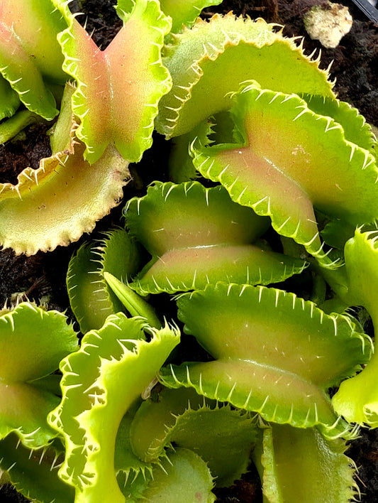 Dionaea muscipula "Kim il-Sung"