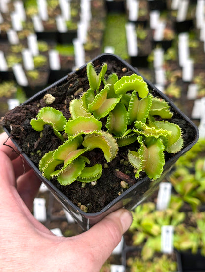 Dionaea muscipula "Kim il-Sung"