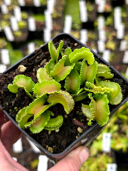 Dionaea muscipula "Kim il-Sung"