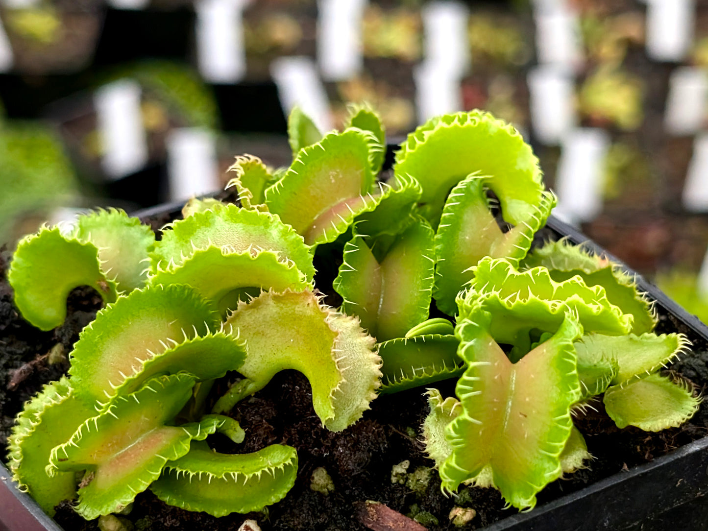 Dionaea muscipula "Kim il-Sung"