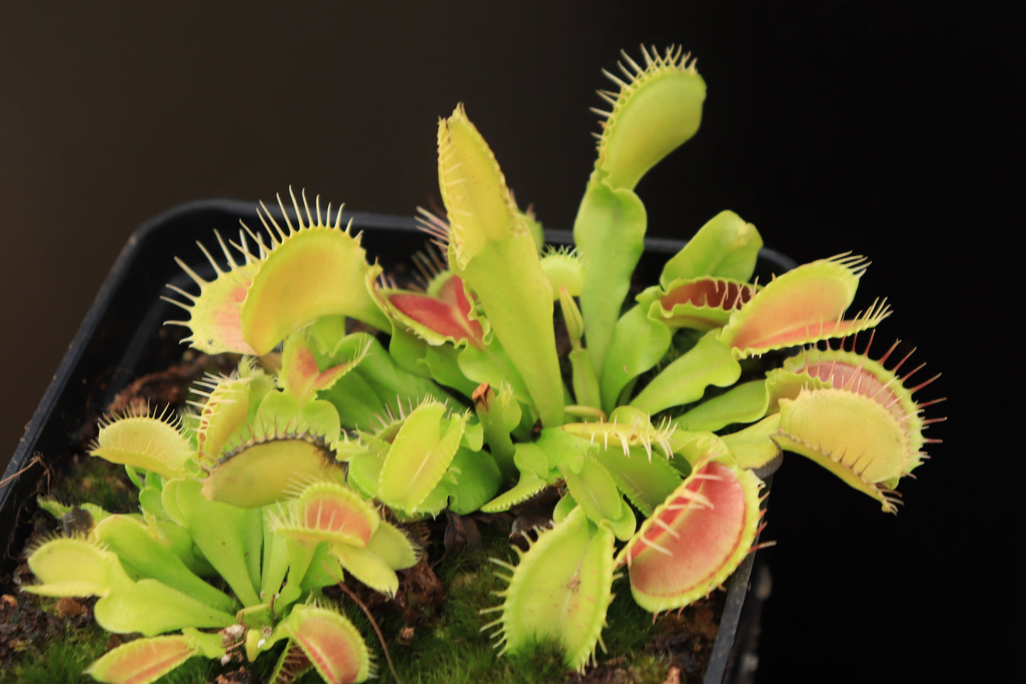 Dionaea muscipula 'Korrigans'