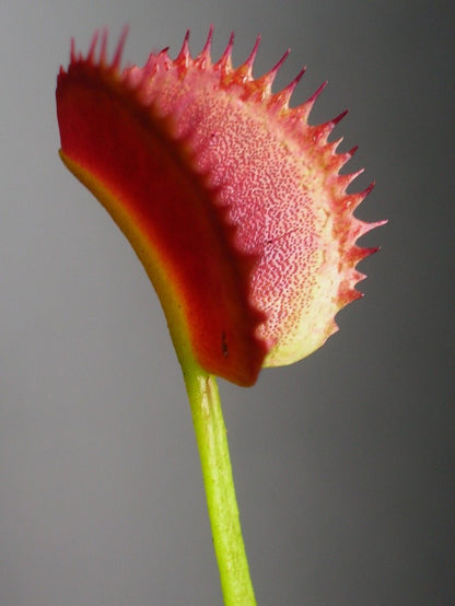 Dionaea muscipula 'Korean melody shark'