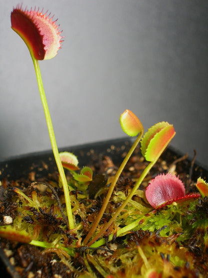 Dionaea muscipula 'Korean melody shark'