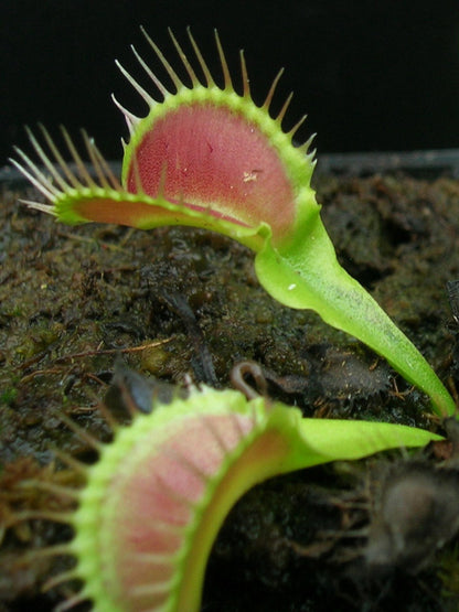 Dionaea muscipula 'Korrigans'