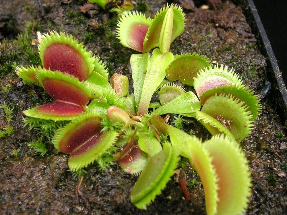 Dionaea muscipula "Kurze zahne"