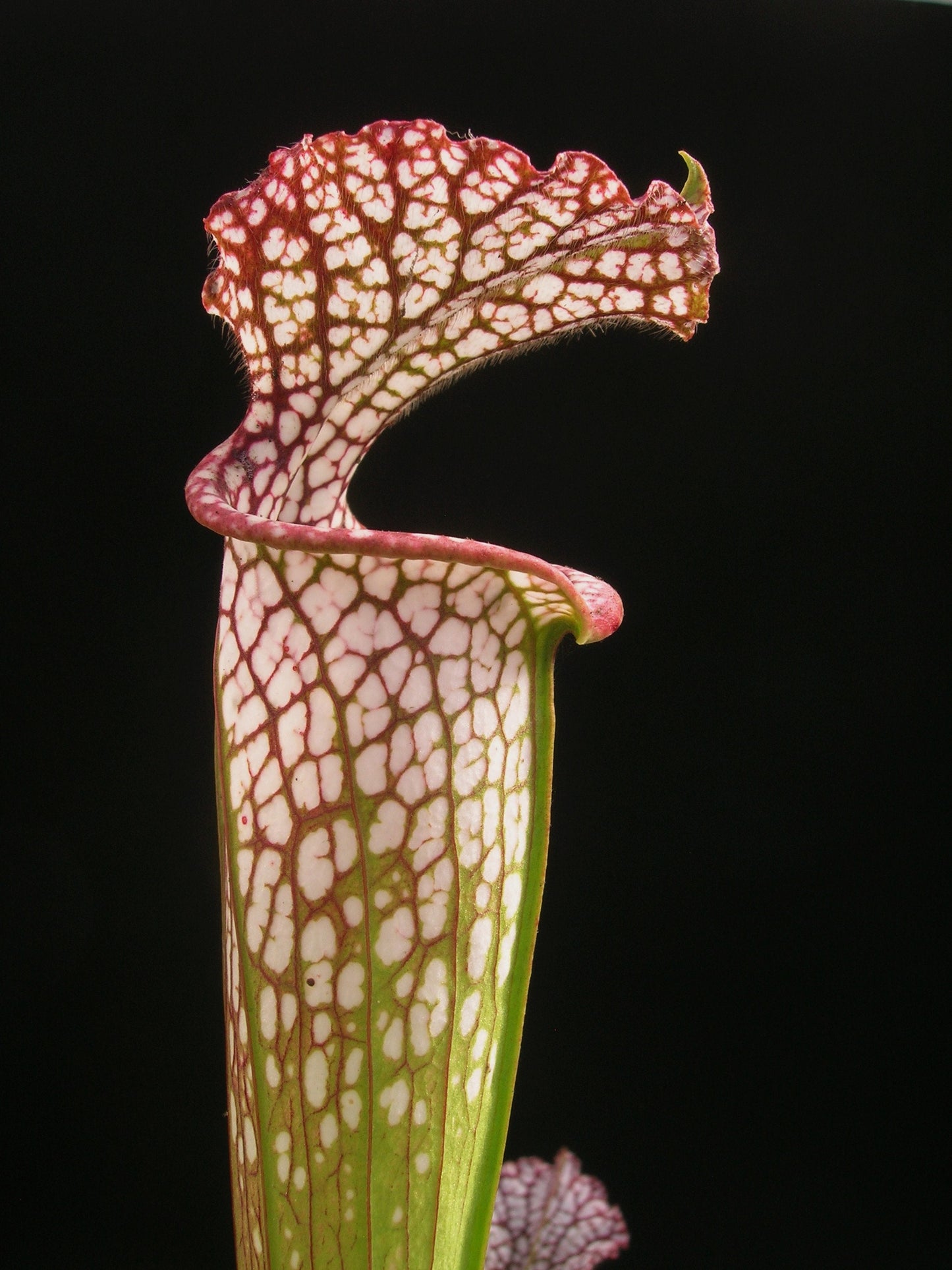 Sarracenia leucophylla L04 PJ Plants