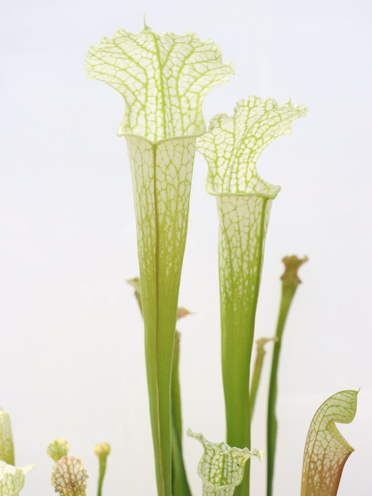 Sarracenia leucophylla 'Schnells Geist' L04 MK