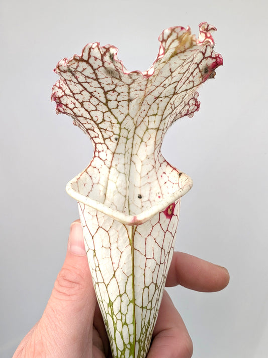 Sarracenia leucophylla L05/3 PW