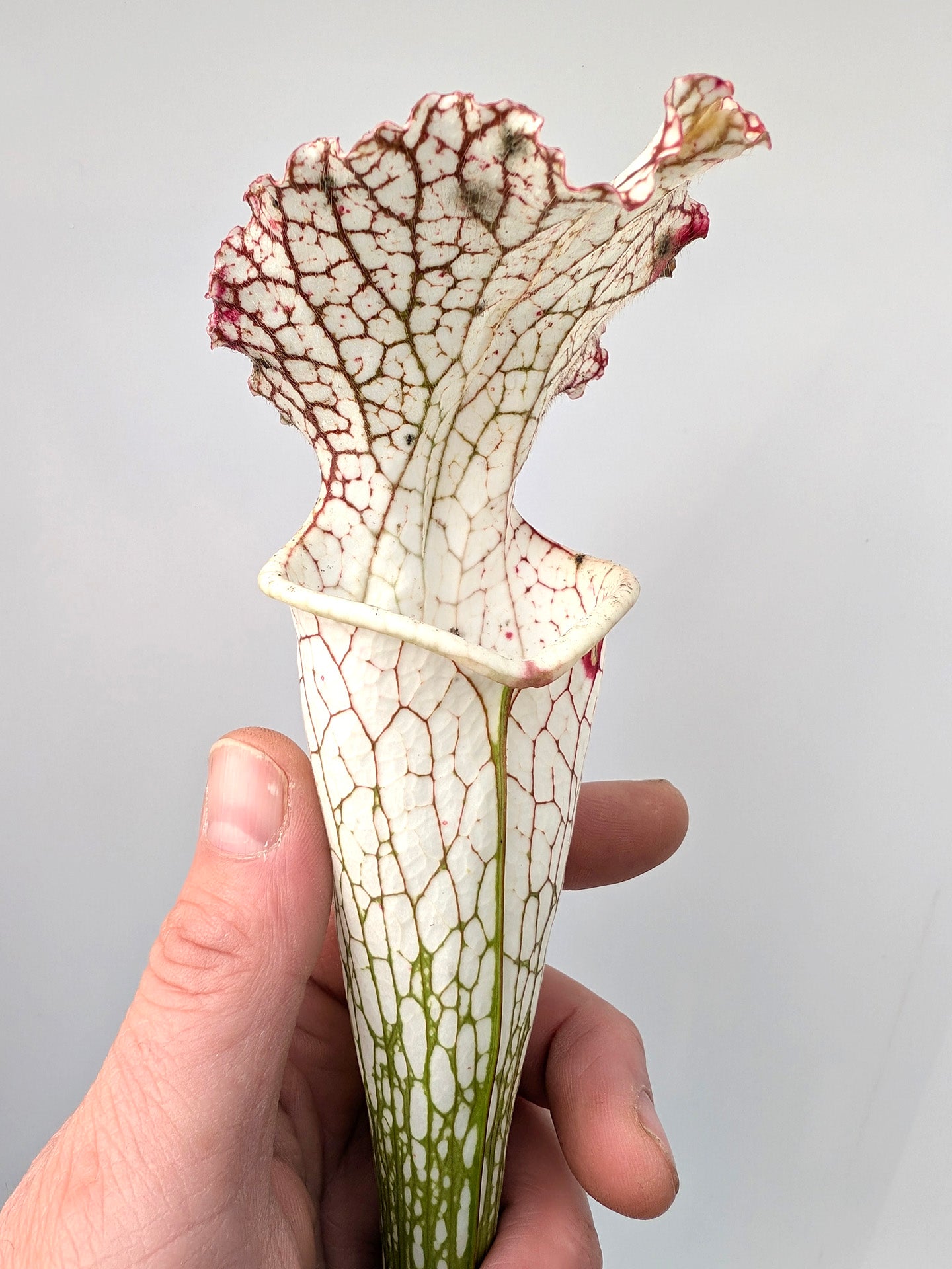 Sarracenia leucophylla L05/3 PW