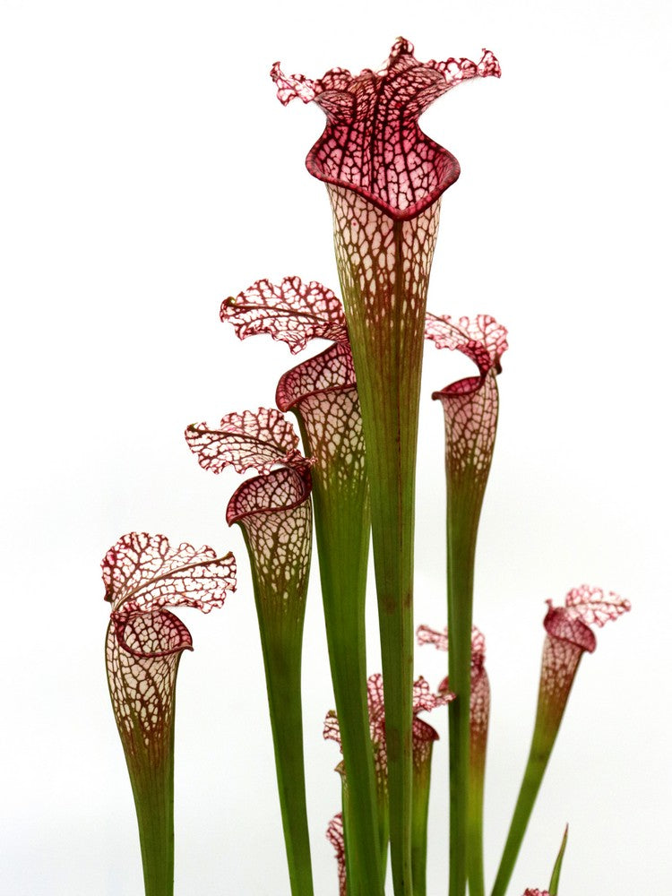 Sarracenia leucophylla L38C Srba Splinter Hill