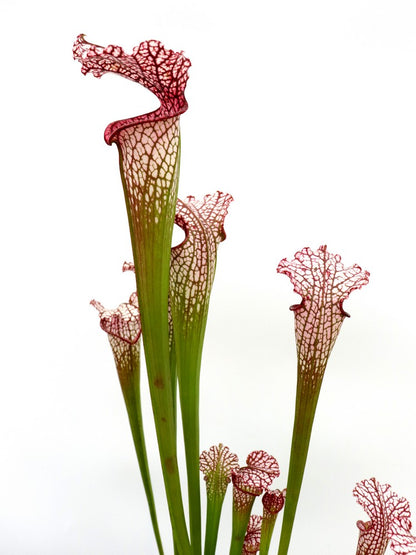 Sarracenia leucophylla L38C Srba Splinter Hill