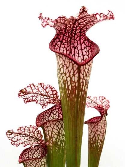 Sarracenia leucophylla L38C Srba Splinter Hill