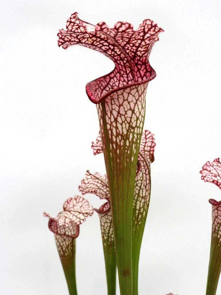 Sarracenia leucophylla L38C Srba Splinter Hill